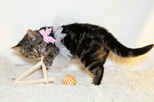 СПб
Лея ❤
Нежность, замурчательность, движение, - всё э?...