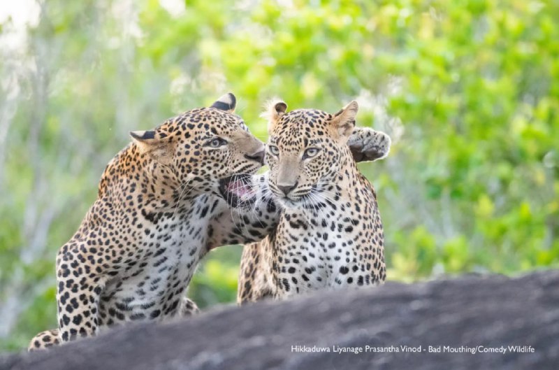 Перед вами финалисты фотоконкурса Nikon Comedy Wildlife Awards 2025 — он посвящен самым угарным моме