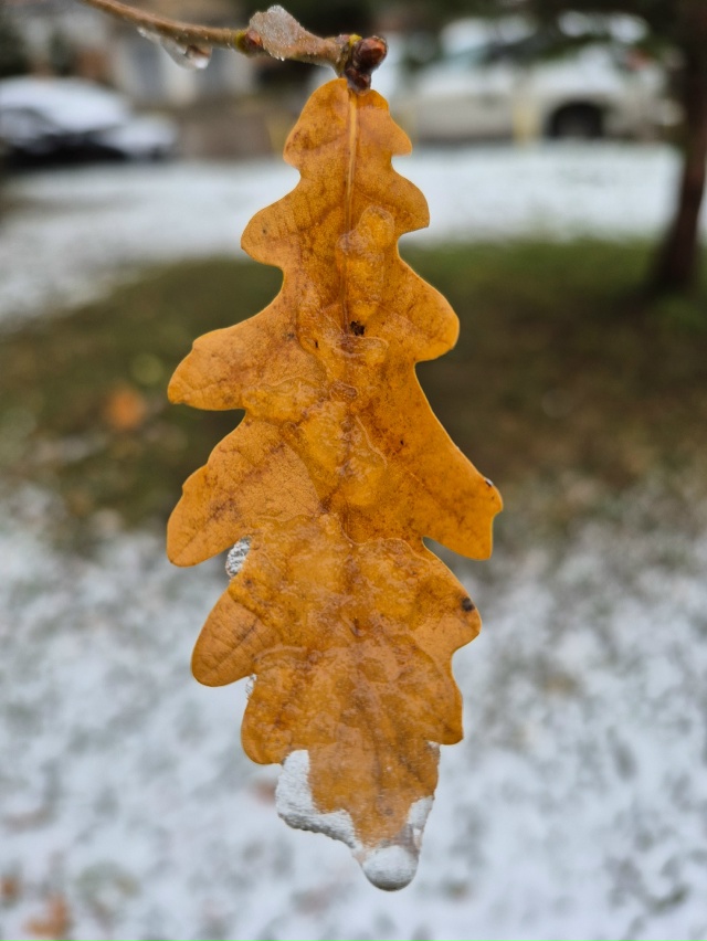 ❄Ноябрьское морозное утро в объективе нашей подписчи?...