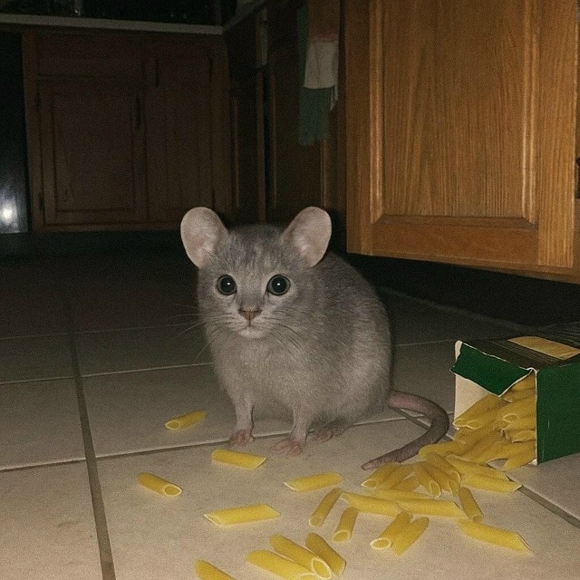 Давайте просто признаем тот факт, что коты прекрасны в ...