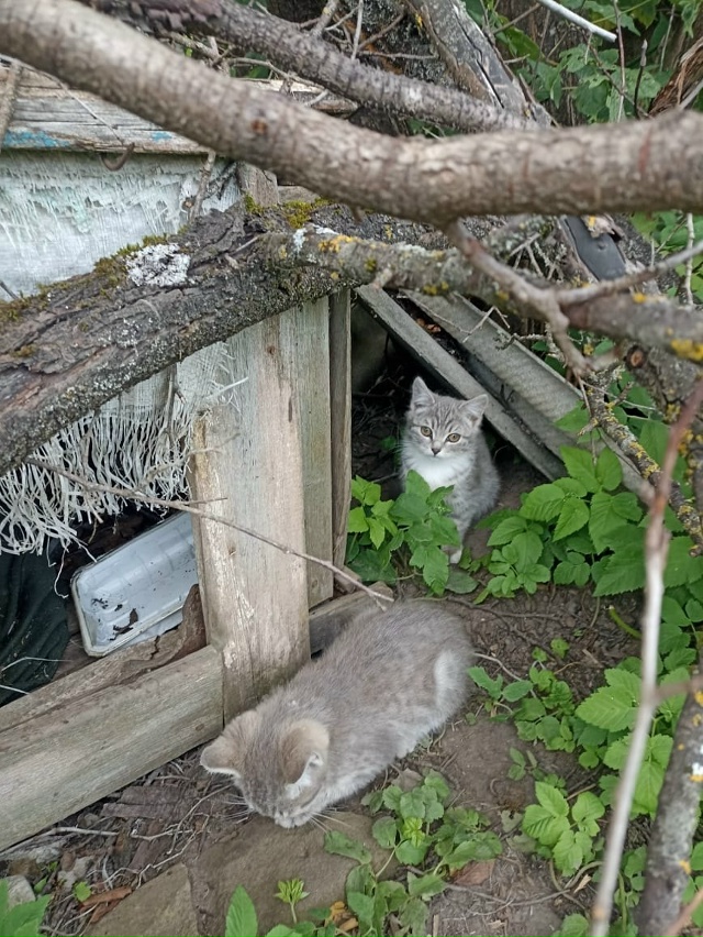 Котики-бездомыши в добрые руки
89105216491 Елена