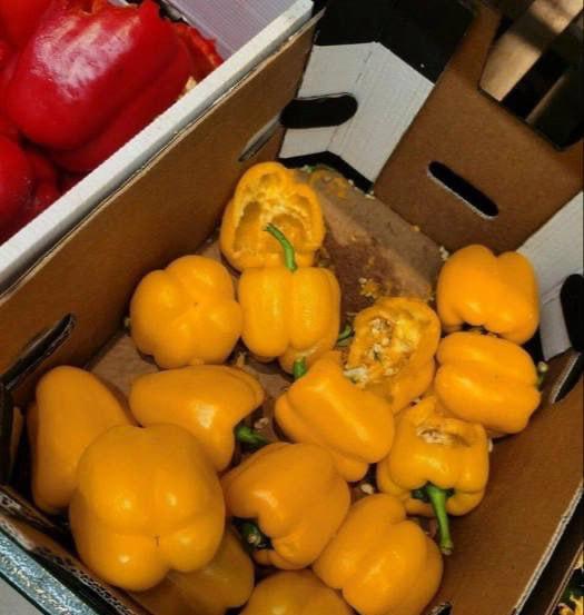 Крысы-гиганты атаковали один из московских «Магнитов».
По словам очевидцев, несколько грызунов бег