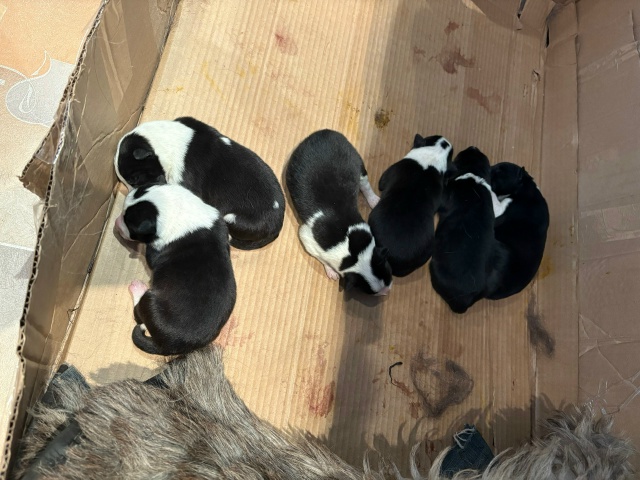 Отдадим в добрые руки щенков
•Родились 19 ноября
•6 ще?...