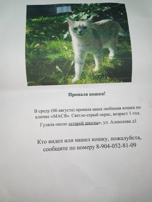 Потерялась кошка по кличка Мася. В д.Кузнецово у ,, стар?...