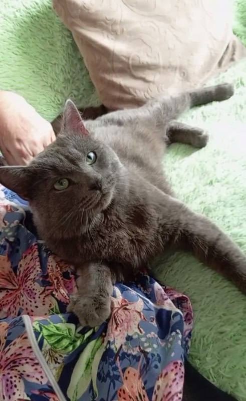 Вчерашняя история про котика, которого неизвестные за?...
