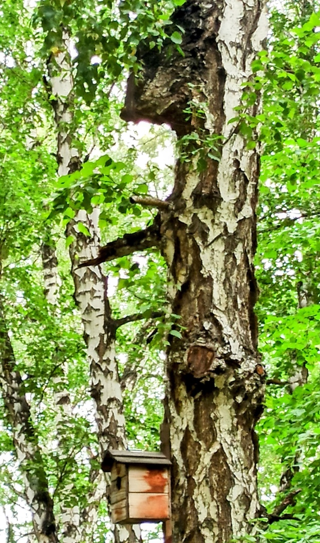 Лeтнee утpo в пapкe Бугpинcкaя poщa. .🤗🌤🌳🌳🌳🌱🍃