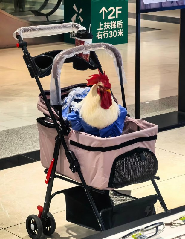 Зная их любовь к KFC — звучит как настоящий экстрим: в Китае пошёл новый тренд на домашних птиц.
Ки