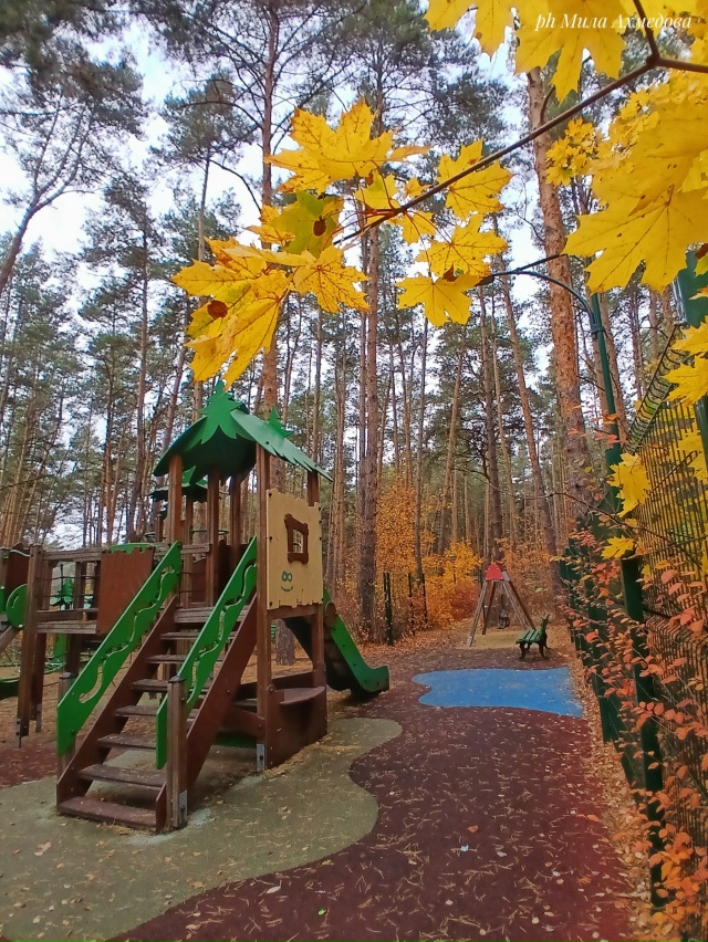 Тольяттинский лес, полон неожиданностей.🌲🐘🍁