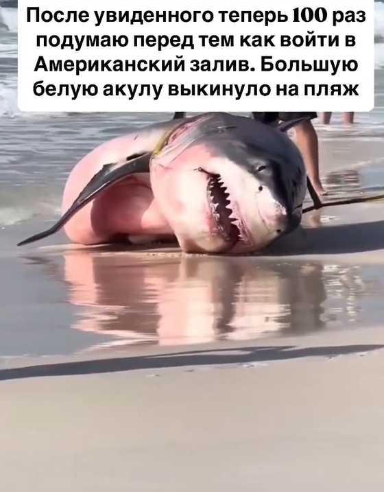 Монстр с глубины: большую белую акулу выбросило на бер?...
