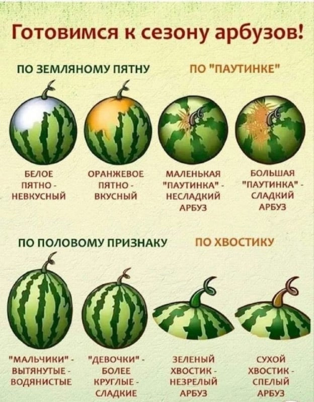 ⚡️🍉Сезон арбузов уже начался)
Сохраняйте, чтоб выбир...