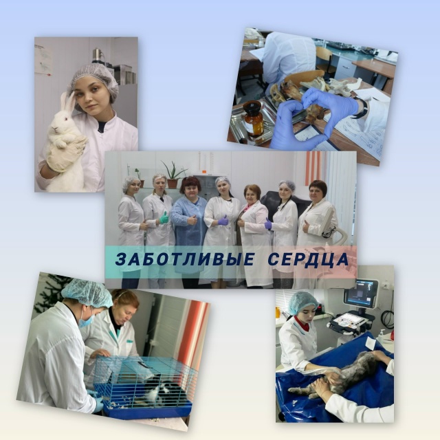 🐾 ВАЖНАЯ НОВОСТЬ ДЛЯ ВСЕХ ЗАБОТЛИВЫХ ХОЗЯЕВ! 🐾
Дорог...