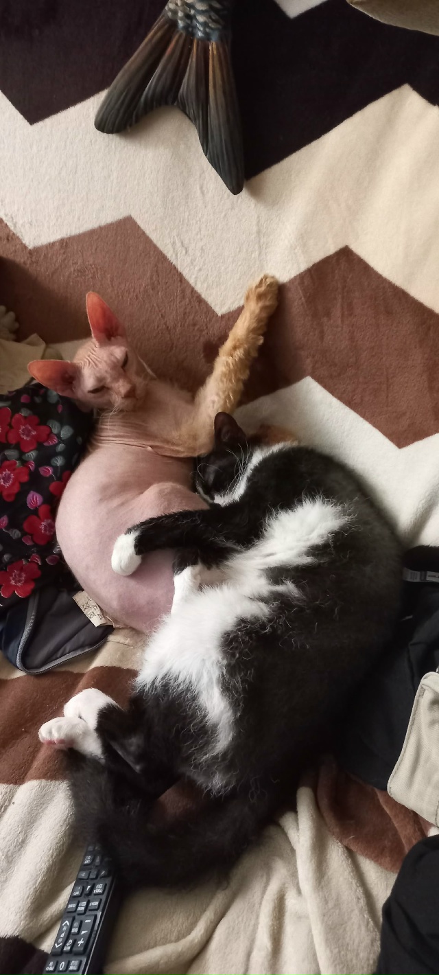 Лысик Борис и браш Вилли. В 2 месяца брали лысого котика...