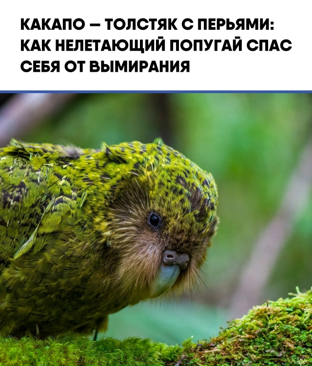 В мире животных редкие особенности могут стать не толь...