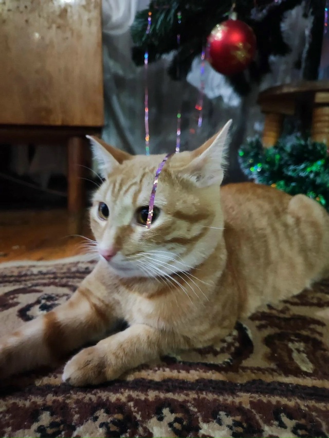 Пропал кот 28.10 на улице моховой 9, города Коврова зовут ?...