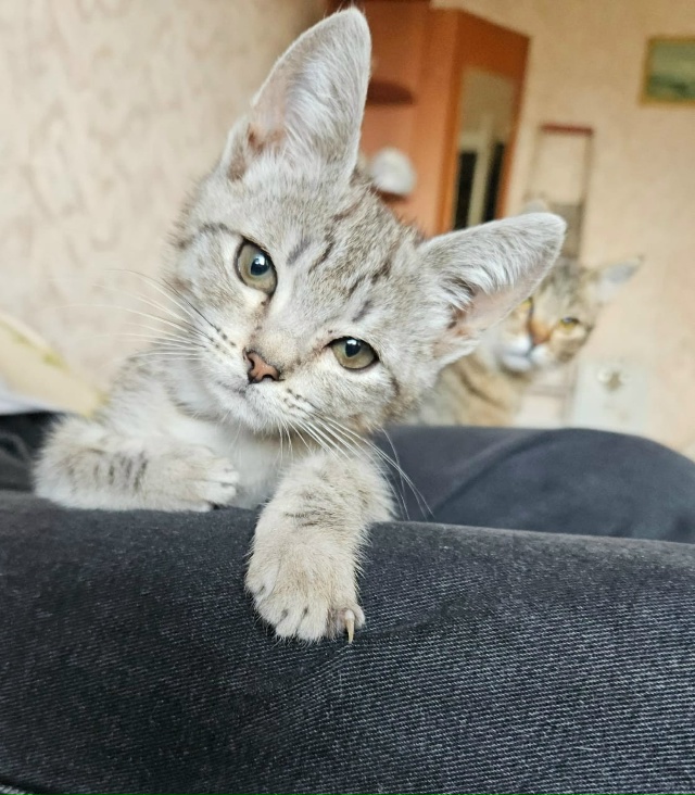 Отдам в добрые руки котят
Мы ищем ответственных и любя...