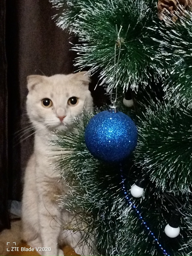 Пропала кошка район 6 школы.