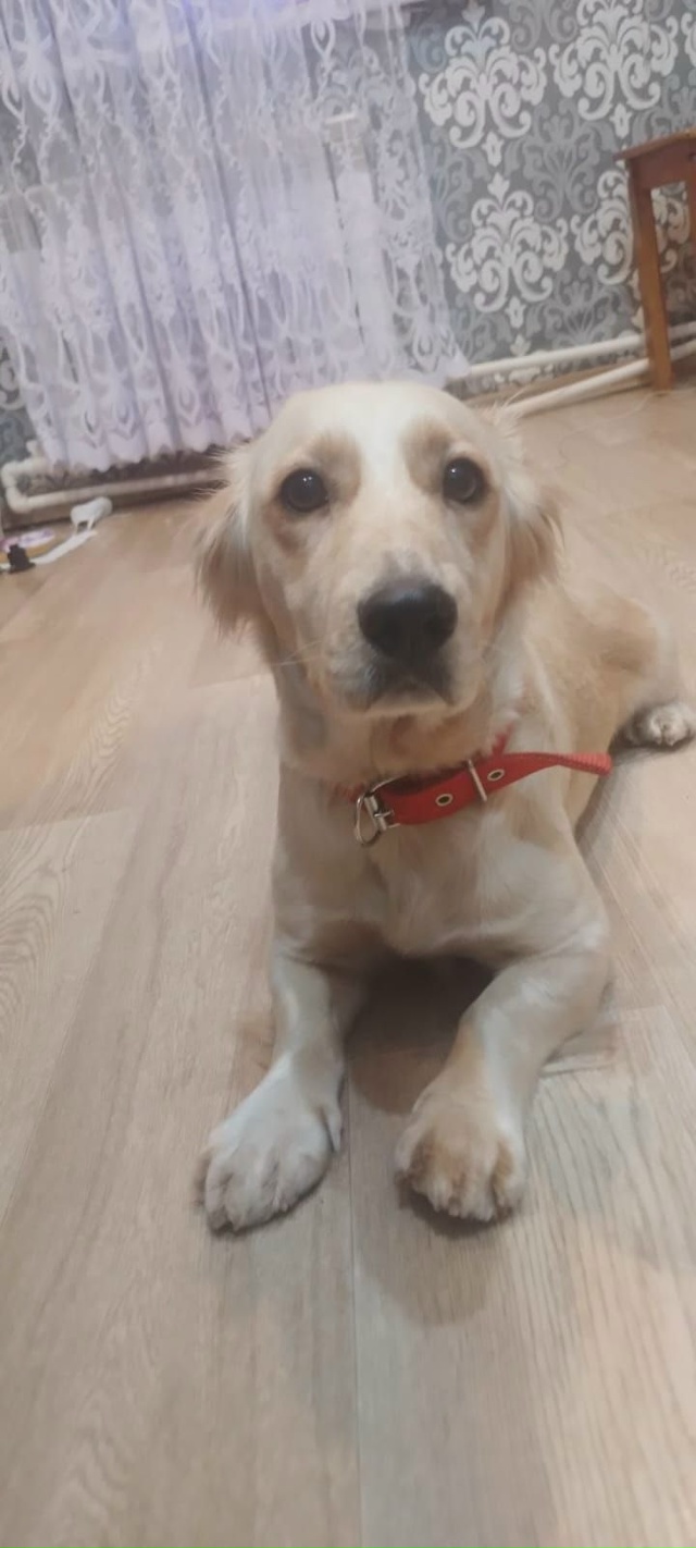 пропала собака
зовут Кнопа, очень добрая и умная, люби?...