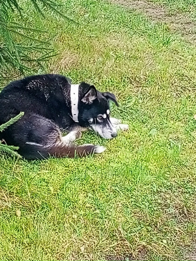 Чей друг бегает у нас в пос Труфаново! Приезжайте забир...