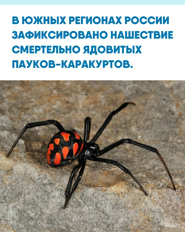 Жители сообщают о резком росте числа каракуртов, котор...