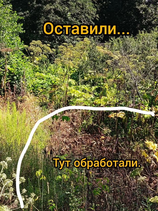 Годами! из года в год плантации 