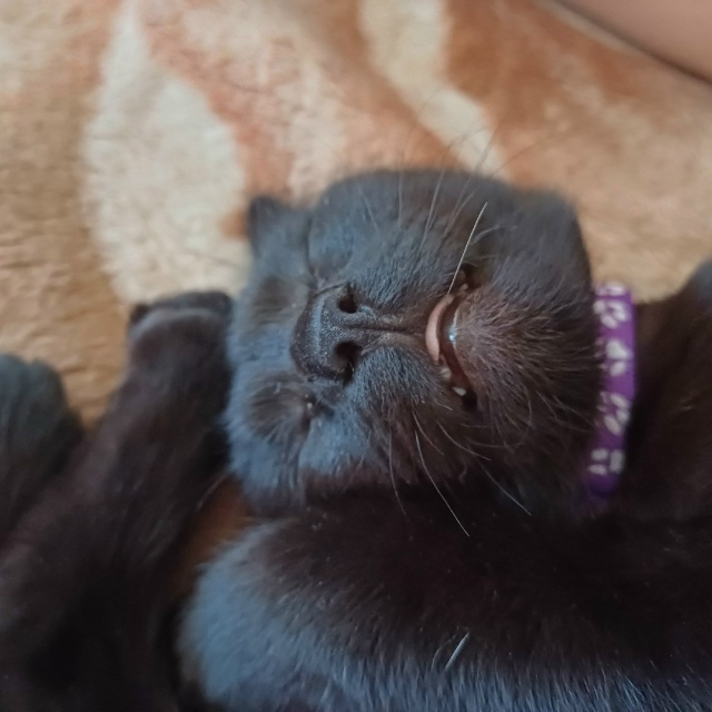 ❗Отдам кошечку в добрые руки❗
Кошечке 7 месяцев, откли...