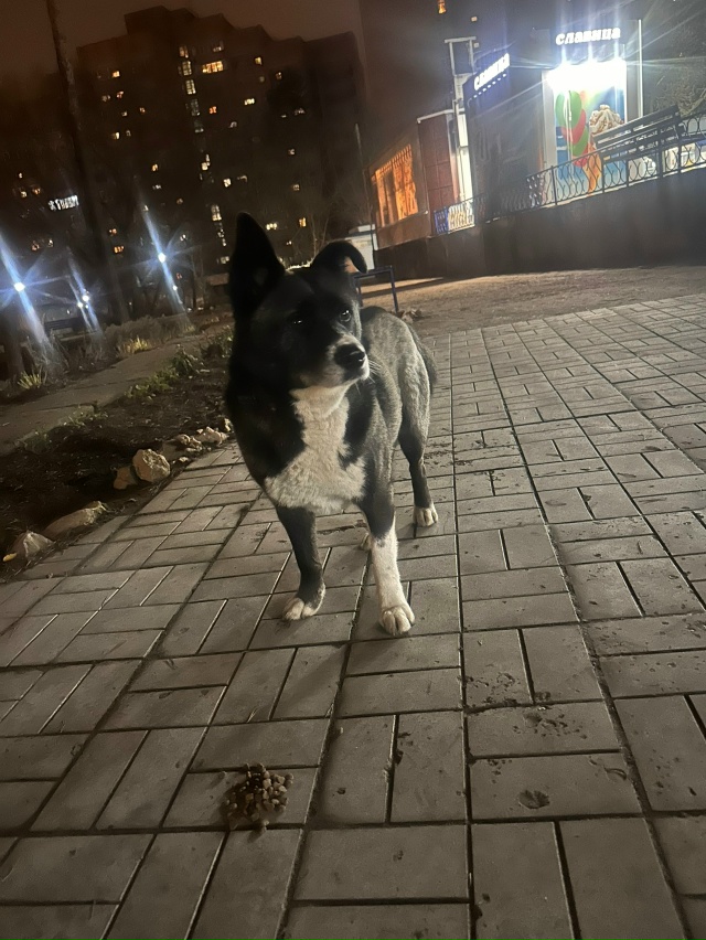 Чей потеряшка? На проезжей части стоял.. растерянный..