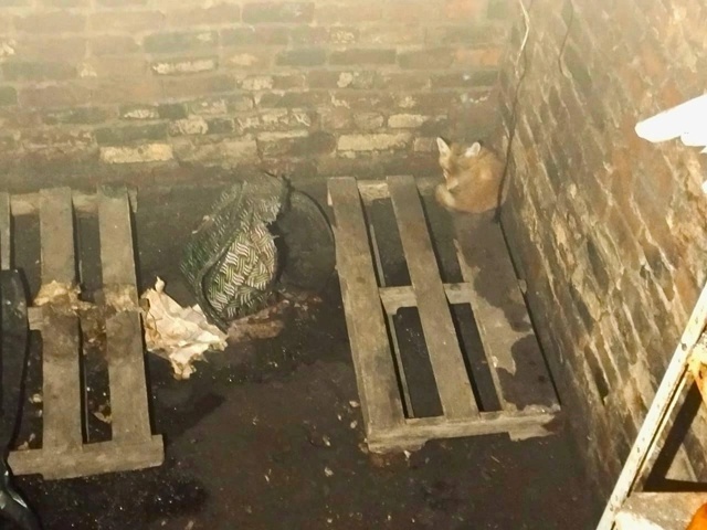 Спасатели Подмосковья освободили лисенка, просидевше?...