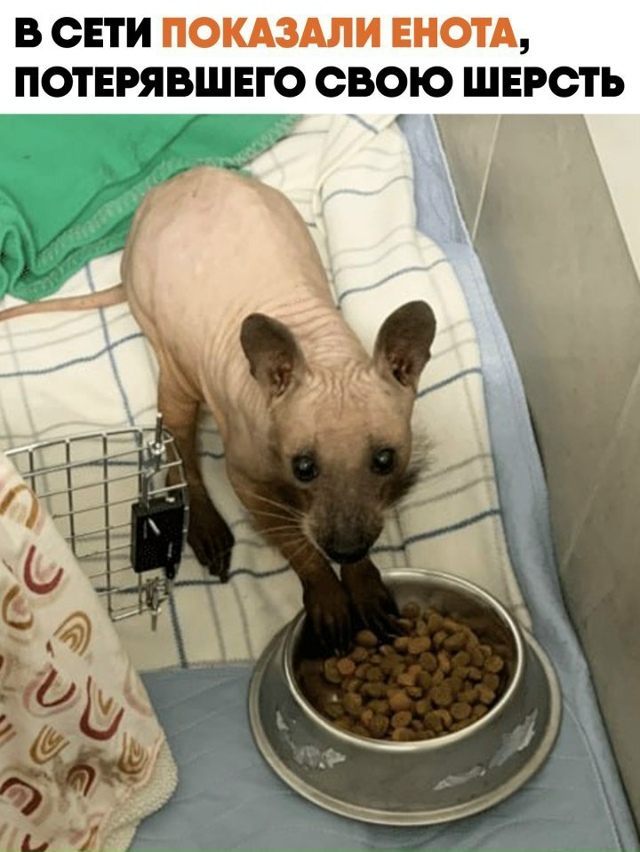 Внимание, редкие кадры: так выглядит енот, полностью по...