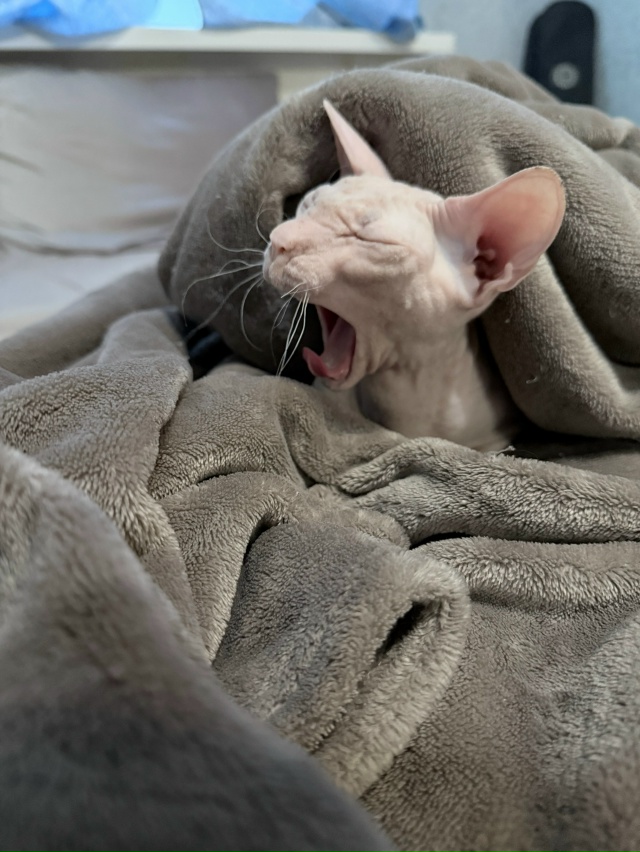 Всратая Ноночка