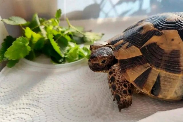 Редкую краснокнижную черепашку заметили прохожие у ме...