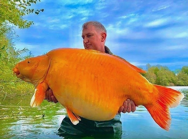 Из французского озера выловили одну из крупнейших зол?...