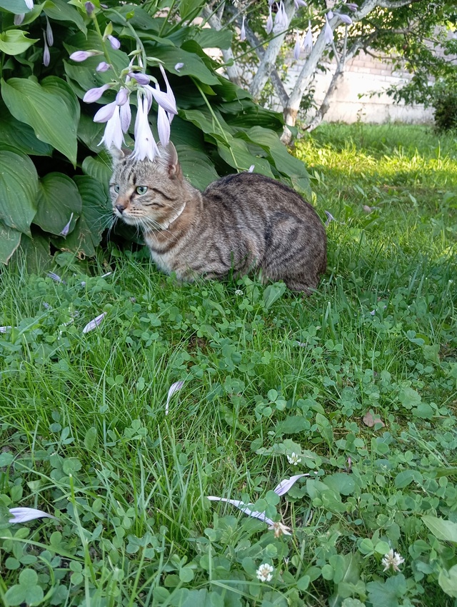 Чья потеряшка, белый ошейник, кот район Фрунзе, около М?...