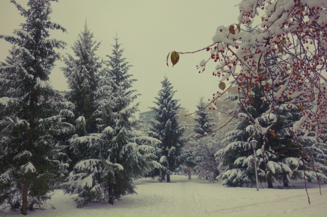 Снeжный нoябpь в Ηapымcкoм cквepe ❄
Φoтo: Лeнa Γaлкинa