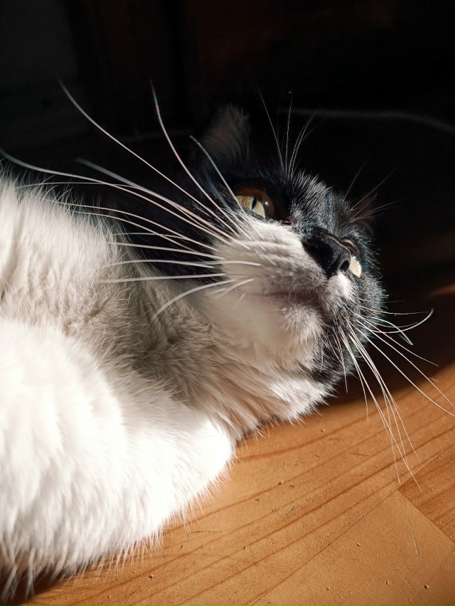 Смотри,как красивы мои усы)