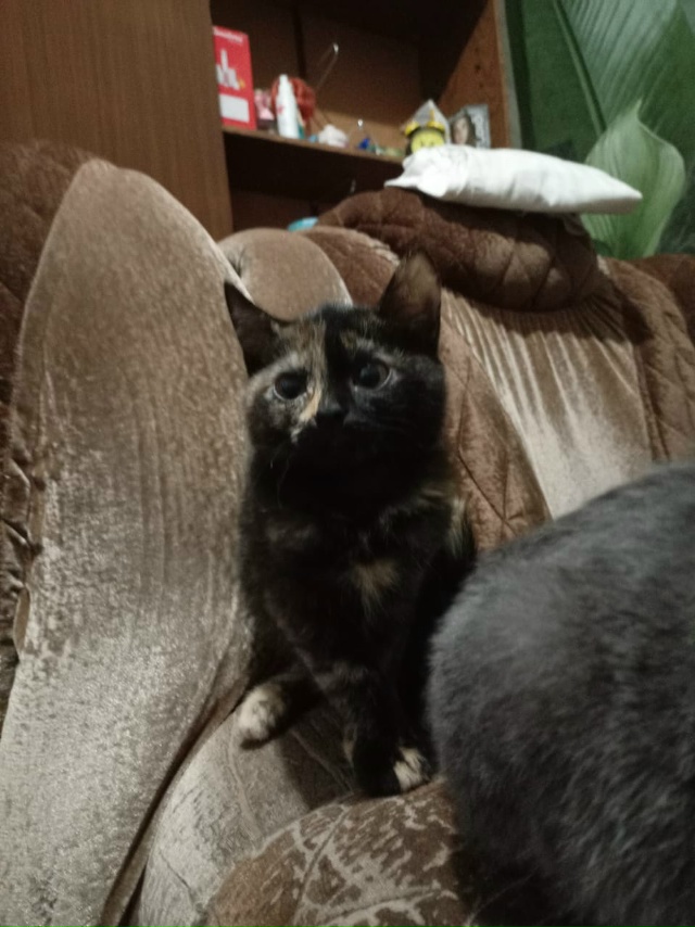 СРОЧНО отдаю котят девочка и мальчик кушают все , к лот?...