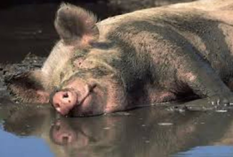 Гост безусловно был сегодня прав в одном: как же низко мы пали
@givemetonru