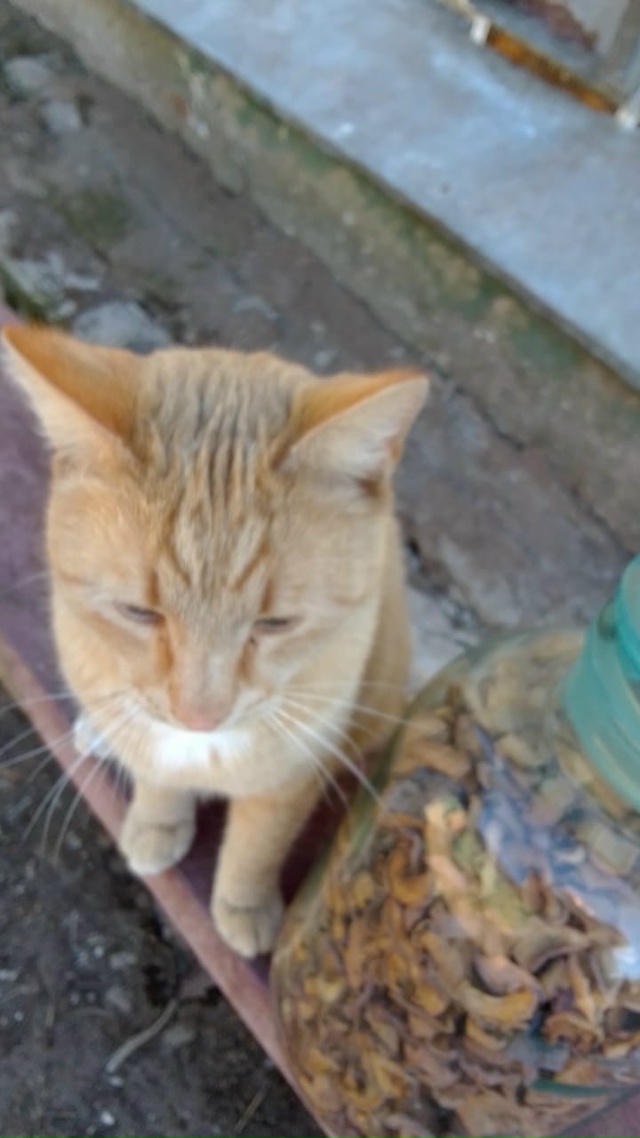 Здравствуйте. В д. Покровское остались без попечения к?...