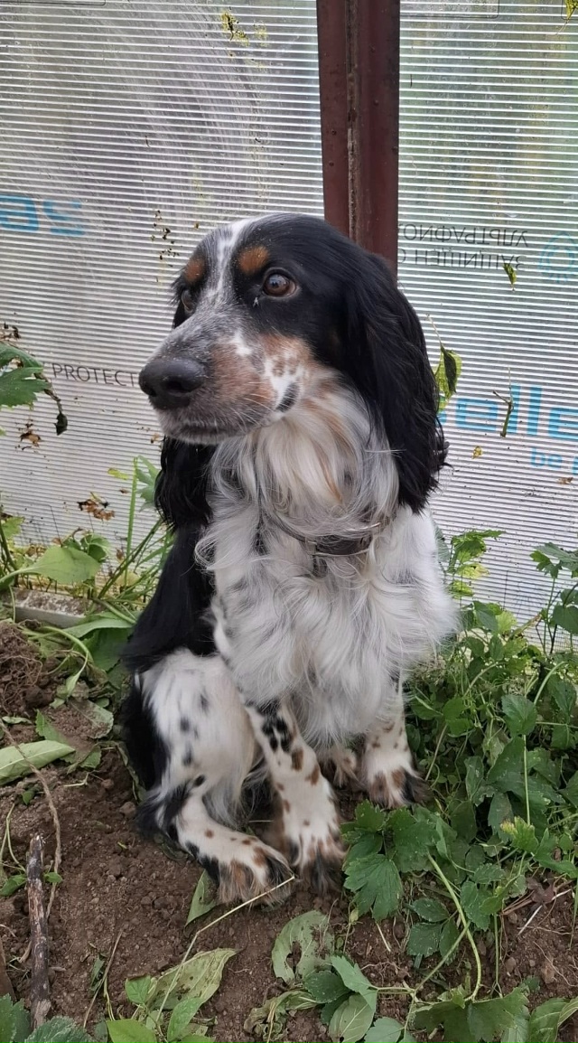 Очаровательный Русский Охотничий Спаниель ищет спутн?...