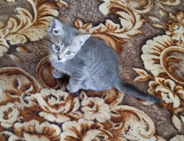 Отдам котёнка в добрые руки
Мальчик 2 месяца, кушает вс?...