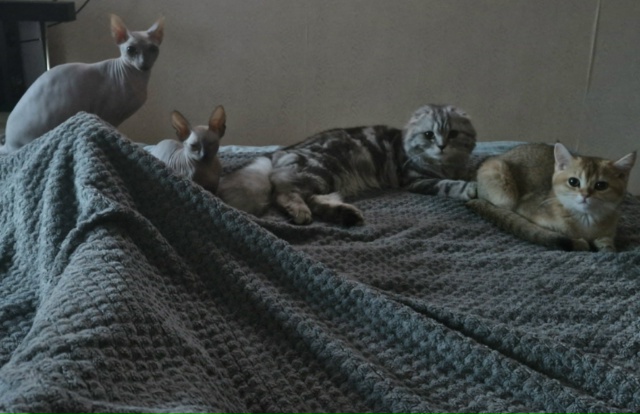 Хлоя,и её дочь Юки
И все наше кошачье семейство😄
Обе л?...