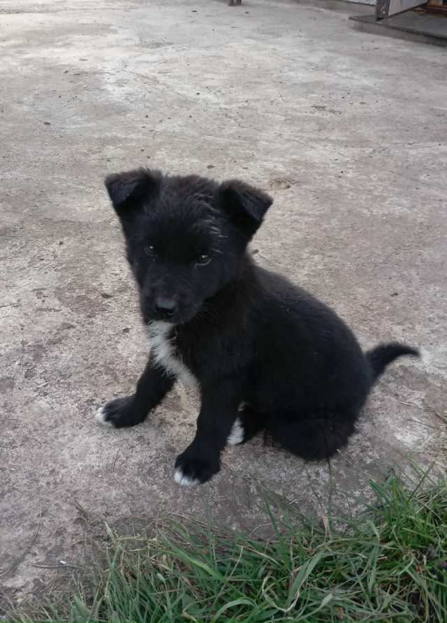 Здравствуйте, отдам в добрые руки щенят 2 мальчика и од?...