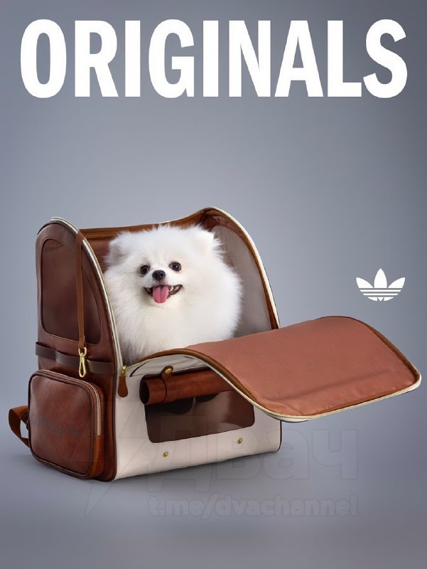 Adidas в Китае представил новую линейку одежды для питомцев — да, теперь есть осенне-зимние вещи для