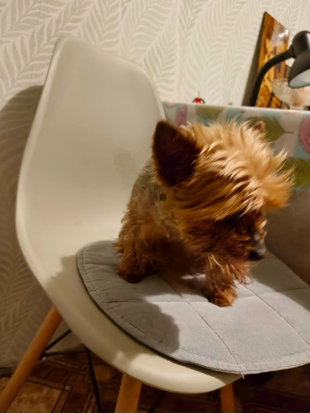 Всем добрый вечер, кто потерял собаку???
Пишите в коммен...