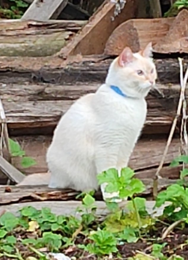 ВНИМАНИЕ!!!
Потерялся кот, белый с голубым ошейником
на?...