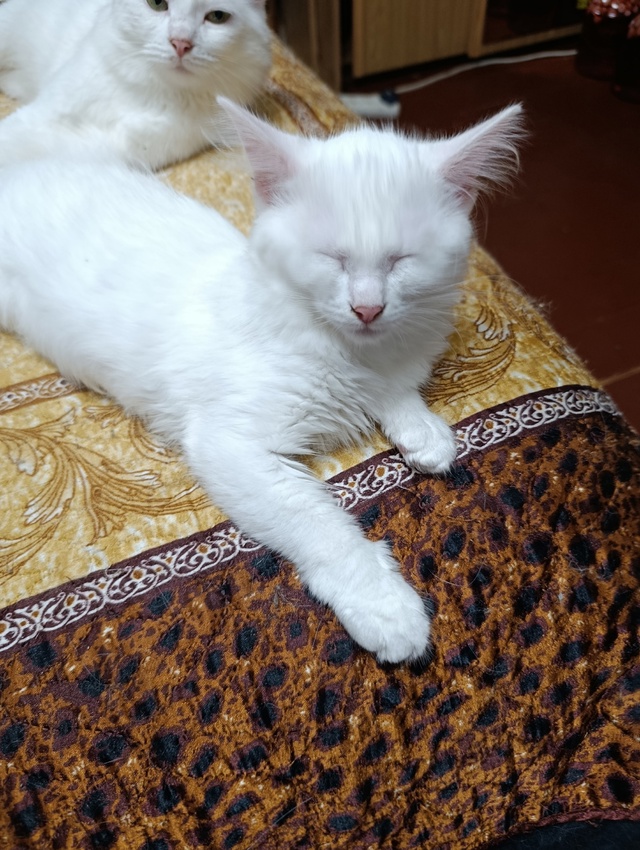 Котя месяца 3+ кот и кошка, едят всё, в лоток ходят... бат...