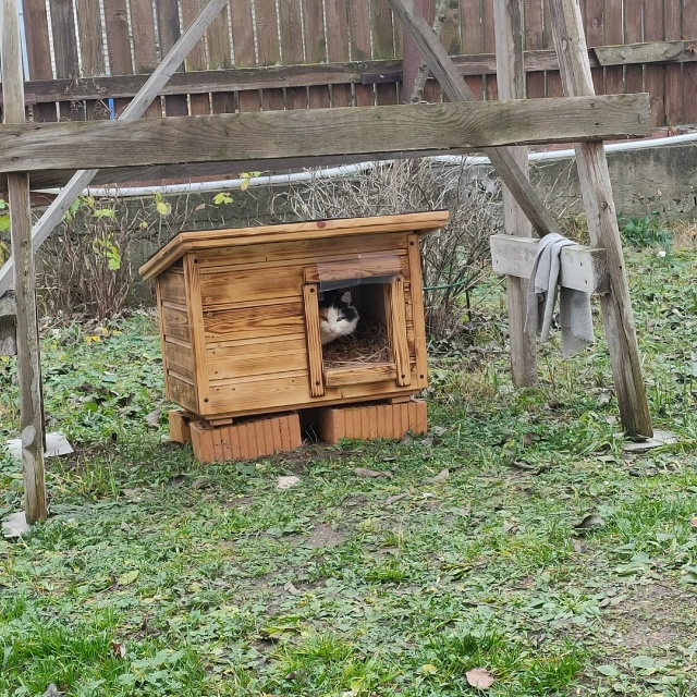 Жизнь без кота - совсем не та! Присылайте фото своих люб...