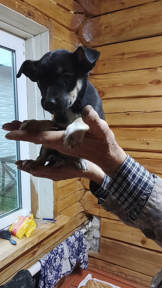 Здравствуйте. Маленькая собачка с весёлым характером. ...