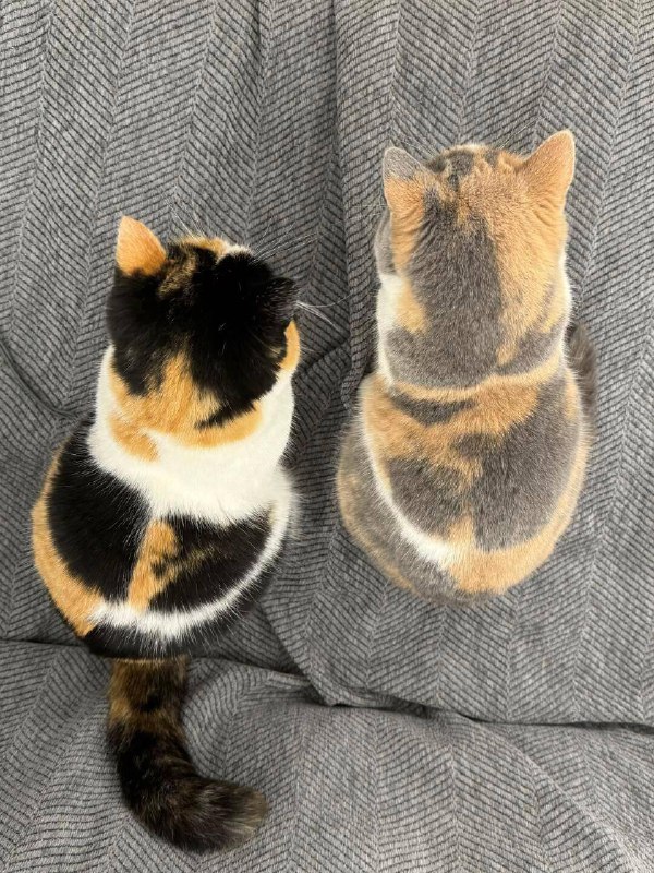 Када в принтере закончилась краска