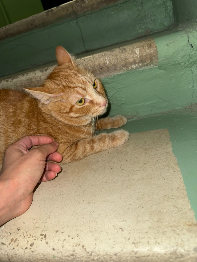 В четвёртом подъезде дома 1 по улице Гагарина кошка за...
