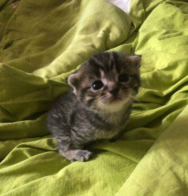 отдам котят в добрые и заботливые руки, котята игривые ...
